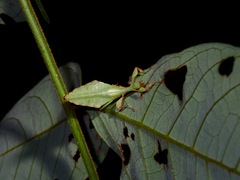 Phyllium gantungense