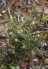 Hibbertia ericifolia