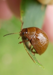 Dicranosterna semipunctata