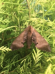 Marumba echephron