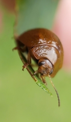 Dicranosterna semipunctata