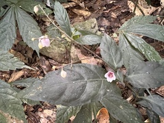 Codonacanthus pauciflorus