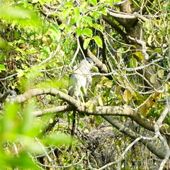 Nycticorax nycticorax nycticorax