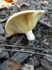 Lactarius