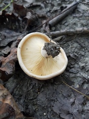 Lactarius