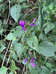 Hypoestes purpurea