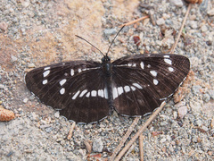 Neptis rivularis
