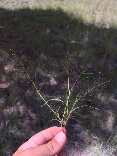 Muhlenbergia minutissima, 2018-09-09