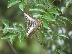 Parthenos sylvia
