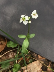 Cardamine lilacina