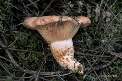 Lactarius deliciosus