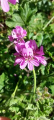 Pelargonium capitatum