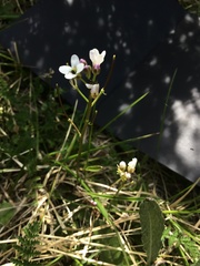 Cardamine lilacina