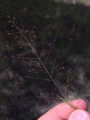 Muhlenbergia minutissima