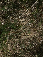 Cardamine lilacina
