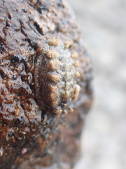 Acanthochitona zelandica