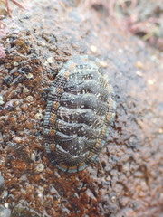 Sypharochiton sinclairi
