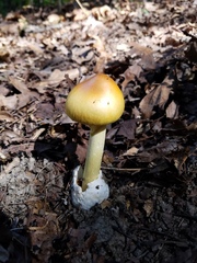 Amanita arkansana
