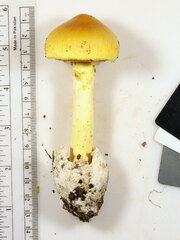 Amanita arkansana