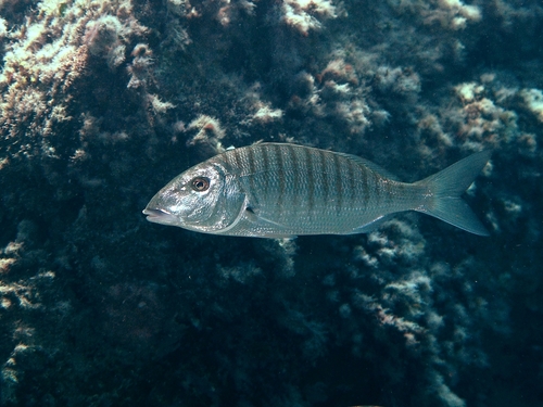 Striped Seabream