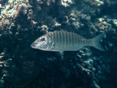 Striped Seabream photo 2