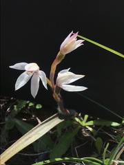 Caladenia alpina