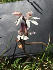 Caladenia alpina