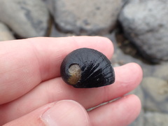 Nerita melanotragus