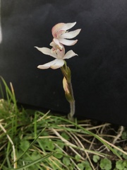 Caladenia alpina