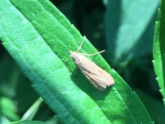 Nomophila noctuella