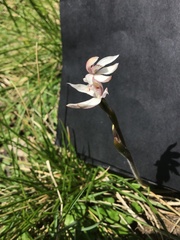 Caladenia alpina