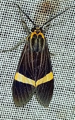 Aclytia gynamorpha