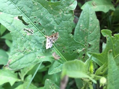 Diasemia accalis