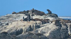 Arctocephalus pusillus pusillus