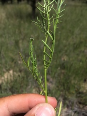 Adenophyllum wrightii