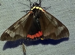 Dysschema leucophaea