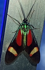 Cyanopepla submacula