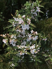 Philotheca myoporoides