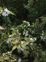Philotheca myoporoides