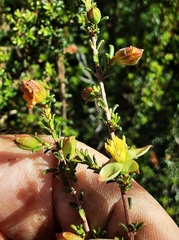 Hibbertia ericifolia