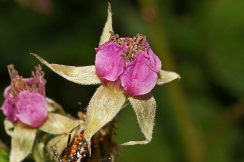 Japanese raspberry (Rubus parvifolius)
