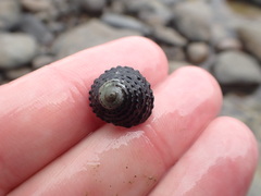 Diloma bicanaliculatum