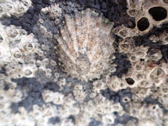 Cellana ornata