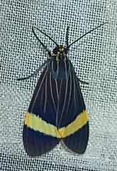 Aclytia gynamorpha