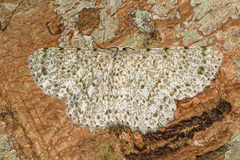 Catoria sublavaria