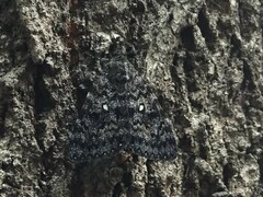 Catocala actaea
