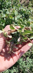 Lonicera microphylla