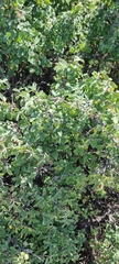 Lonicera microphylla