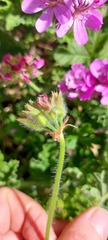 Pelargonium capitatum