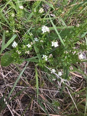 Asperula gunnii